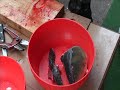 How to prepare the Czech Christmas carp How to prepare the Czech Christmas carp