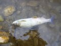 catch and release of a beautiful grayling about 40cm caught on dry fly in austria