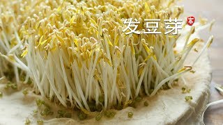 Grow your own bean sprouts