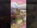 ハムスターのモンペ🐹