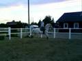 videos de dressyr 22/7-08