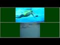 Swim technique comparison using Motion analysis