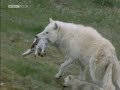 bbc-wildlife-special-wolves-part-3-of-5.html
