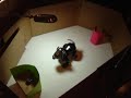 TRI/AIBO Walking Longer Demonstration