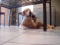 Baby Pug fighting adult Golden Retreiver