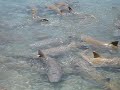 Sharks at the Small Boat Marina on Kwajalein