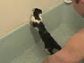 cat takes bath