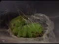 Tasar Silk Moth Caterpillar creating Cacoon