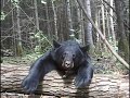 Bear Hunting - World Class Hunting and Fishing DVD Preview