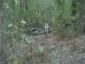German Shorthaired Pointers UNPLUGGED German Shorthaired Pointers UNPLUGGED