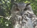 Askaniya Nova Wildlife reserve