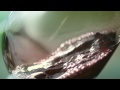 Bodegas Luis Cañas "El sabor del tiempo".wmv