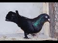 kelebek-arap-pigeon