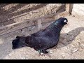 kelebek-arap-pigeon
