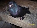 kelebek-arap-pigeon