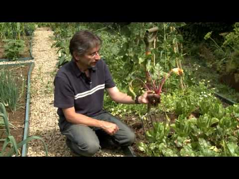 Kitchen Garden magazine: Harvesting Beetroot