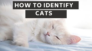 How to identify cats updated 2022 || How to identify cats age