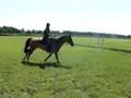 Dakota's Wynd Canter