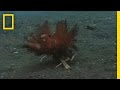 Carrier Crab Carries Cover