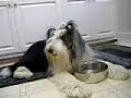 Bobbo Drinks Water