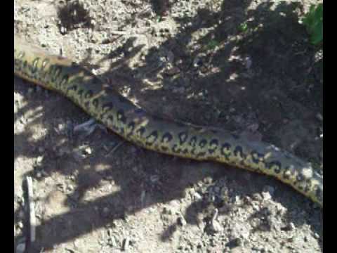 largest anaconda in world. Anaconda Stalks World#39;s