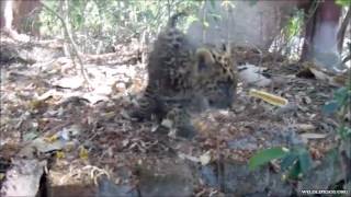 Meet Neel, The Orphaned Leopard Cub!