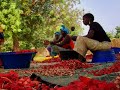 Adina Hibiscus Harvest in Senegal
