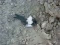 12 Guage VS Magpie 12 Guage VS Magpie