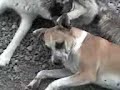Amor de perros 1