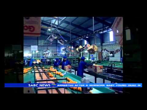 how to harvest citrus fruit