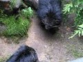 Snarling binturongs