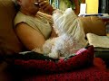 Roxie The Singing Maltese