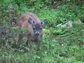 Sitka Black tail deer at Camp Island Kodiak Alaska