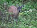 Sitka Black tail deer in Kodiak Alaska