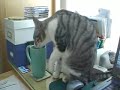 kitty caffeine