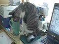 kitty caffeine