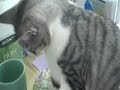 kitty caffeine