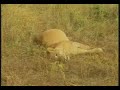 WILDEARTH DJUMA NKHUMA LIONESS KILLED BY MAPOGOS