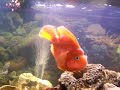 Mean Parrot Fish