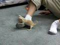 Micro Teacup Chihuahua - YouTube