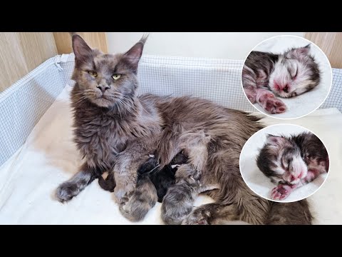 Cat Giving Birth to 4 Kittens | Maine Coon Luna