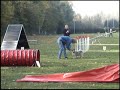 Ronja the Swedish Vallhund doing agility