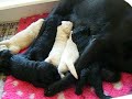 Miniature Labradoodles at 2 weeks Miniature Labradoodles at 2 weeks