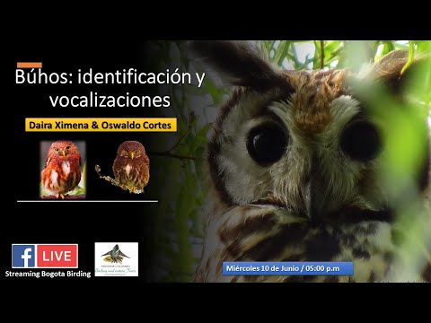 Buhos: Identificación y Vocalizaciones - Bogota Birding & Nature Colombia Tours