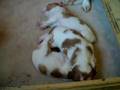 SharpTail Brittany's Puppies at 2 weeks old