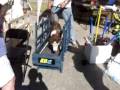 Brown Husky on Dog Treadmill at Barktoberfest