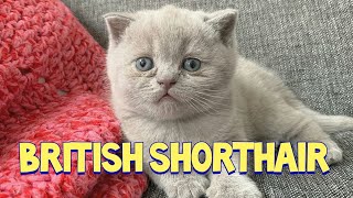 Lovely British Shorthair Kitten With Blue Eyes