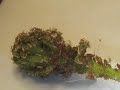 Winter aphids Winter aphids