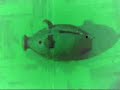 Das Diskoschwein