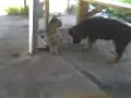 Cat Punches a Dog  LOL (Hits dog in the face!!!)